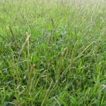 201608 grass5.jpg